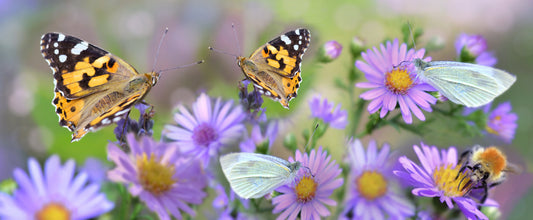 Nature Conservation Day - Having a Wildlife Friendly Garden