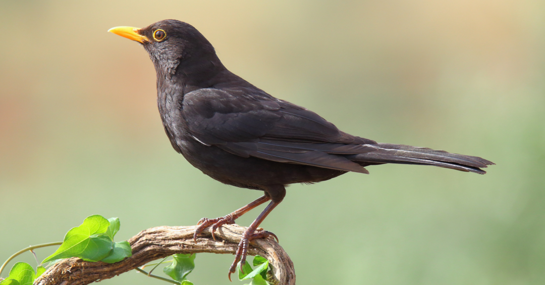 A Birdwatcher’s Guide to the Blackbird