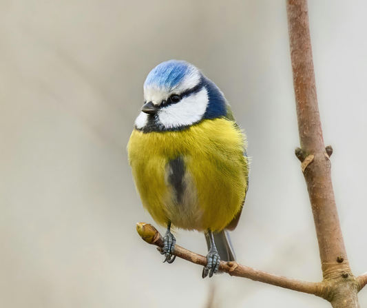 The Ultimate Guide to Wild Bird Food (UK 2026)