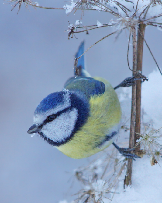 Birds Not Using Your New Feeder? Here’s What to Do