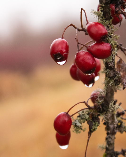 The rain came late, and the berries came early