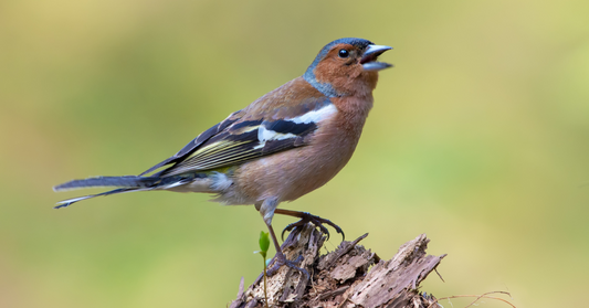 Put the kettle on for International Dawn Chorus Day