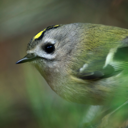 Small Birds, Big Superpowers: The Hidden Abilities in Your Garden