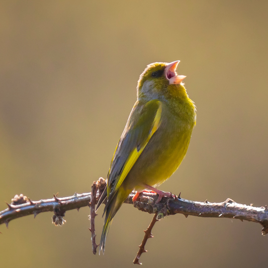 Should you really stop feeding garden birds this summer? Here's what current guidance from the RSPB actually says