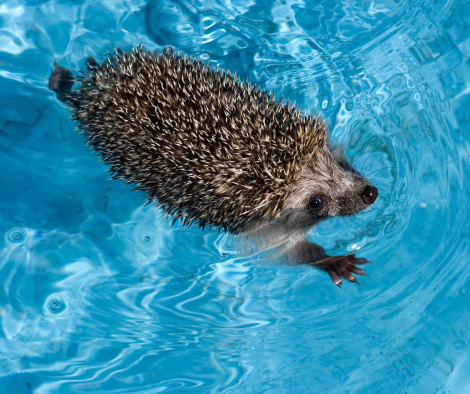 Fascinating wildlife facts: surprising secrets from your garden