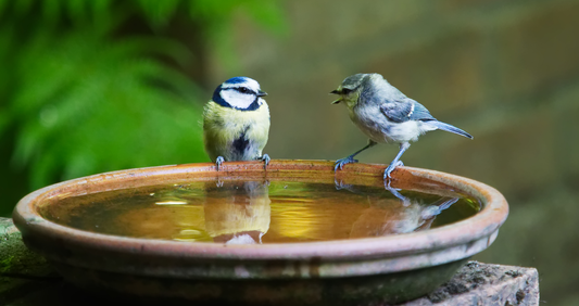 How to Support Garden Birds in Hot Weather