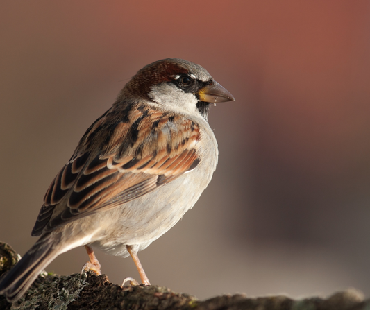Hiding in Plain Sight: The Birds We’re Losing Without Noticing