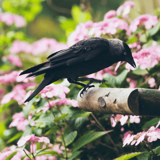 How to stop crows, jackdaws and magpies from eating all the bird food