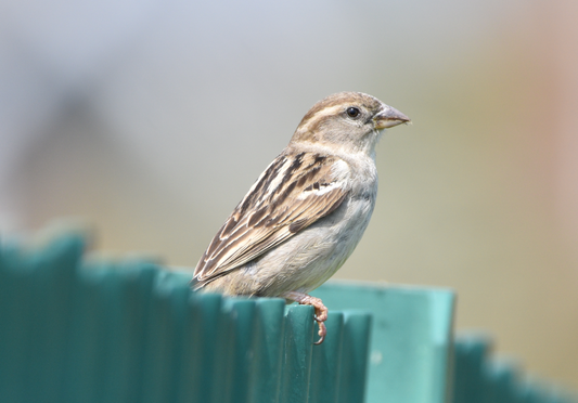 Save the House Sparrows