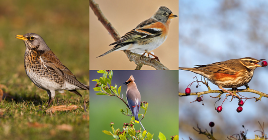 Birds to look out for this Autumn and Winter