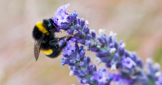Bring in the bees!