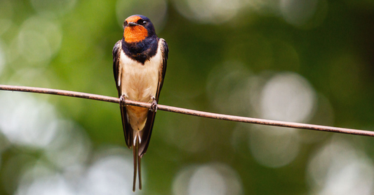 Which birds migrate and why?