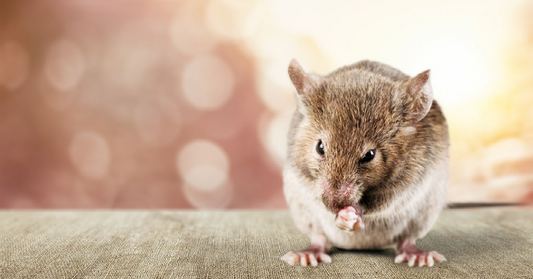 How to discourage rodents from eating your bird food