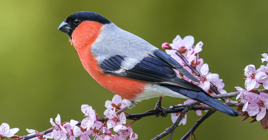 Five steps to a garden filled with birds