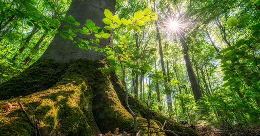 Exploring the links between nature, mental health and wellbeing