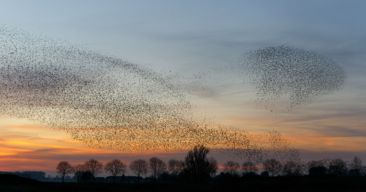 Starlings - a noisy nuisance or a declining species?