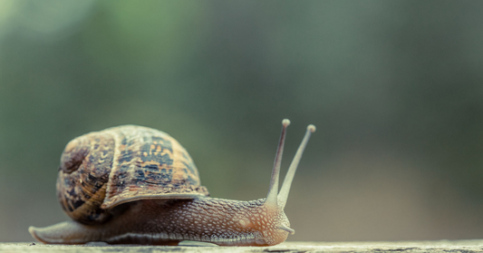 How to stop slugs from eating your plants