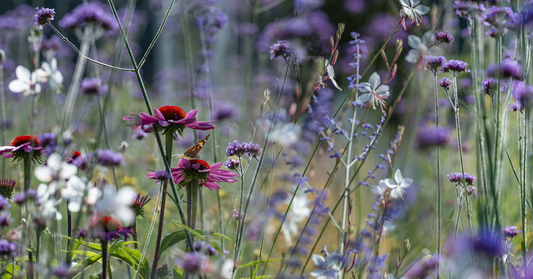 How to design a wildlife friendly garden