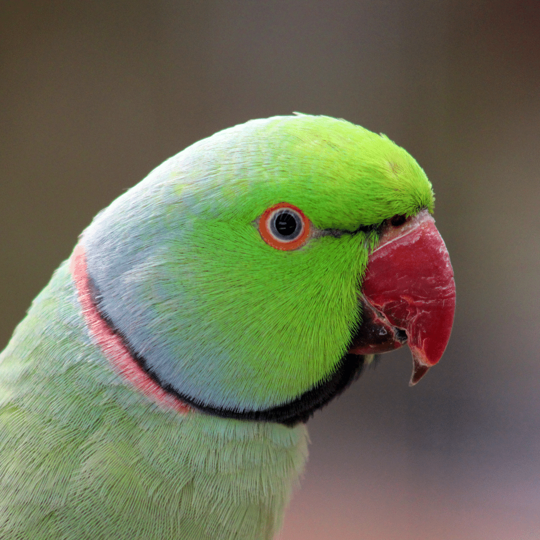 How to stop pigeons (and parakeets) from eating all the bird food