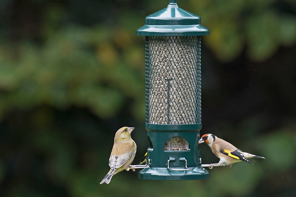 How to clean your bird feeders