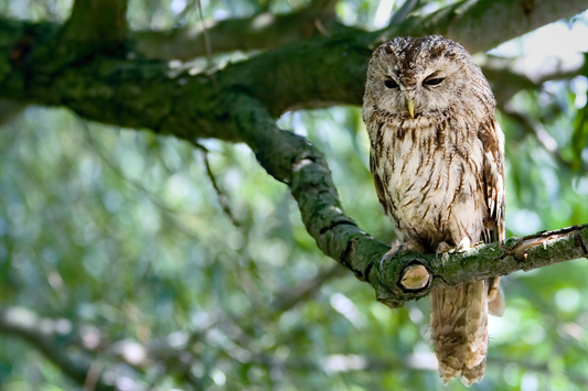 A tawny owl