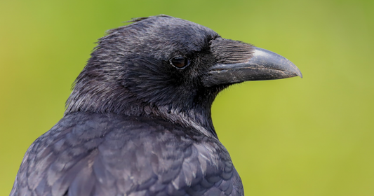 Carrion crow, a black UK garden bird