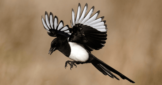 Magpie, a black and white British garden bird