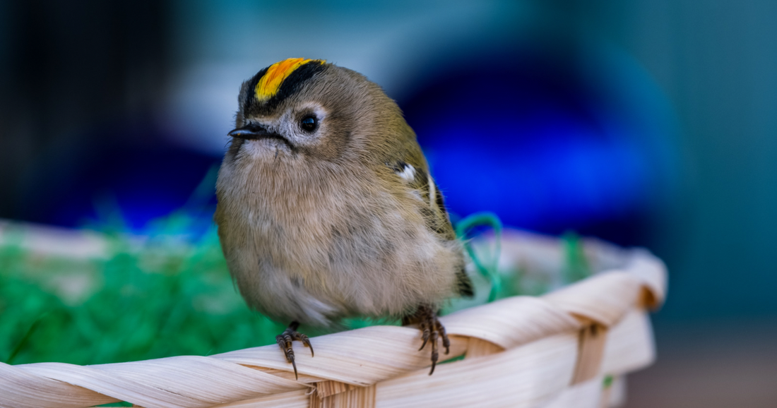 Goldcrest, Britain's smallest garden bird