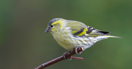 Siskin, a small green and yellow finch visiting a garden feeder