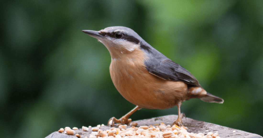 Nuthatch, a UK garden bird that climbs down trees head first