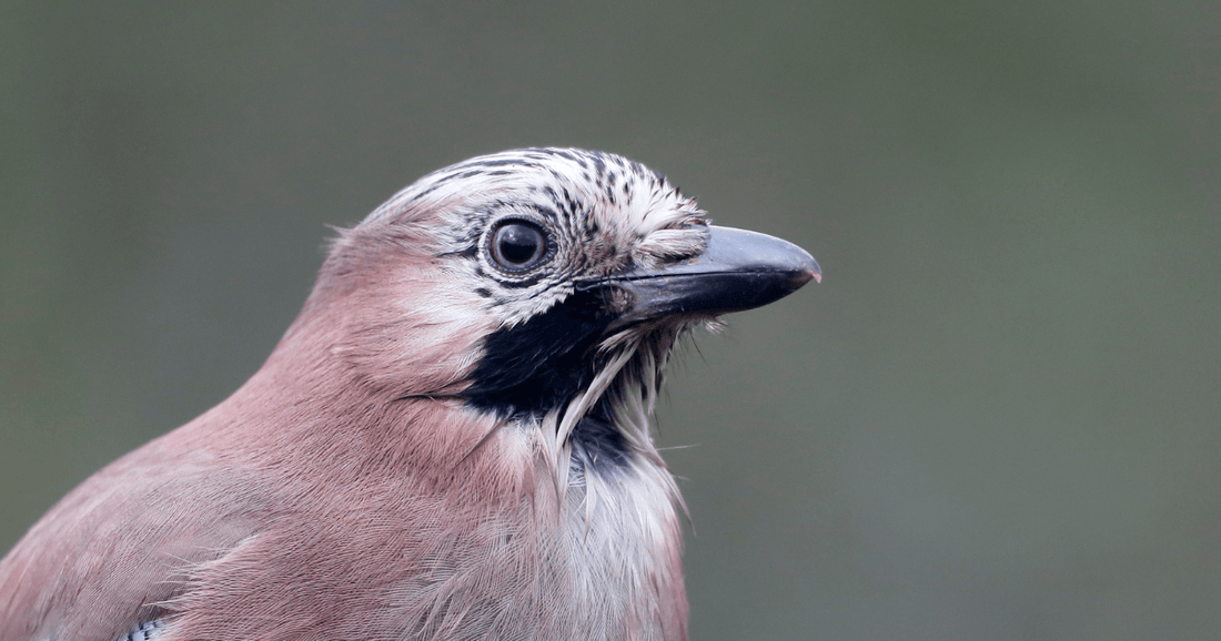 Jay, a colourful UK woodland and garden bird