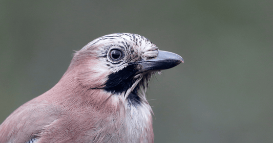 Jay, a colourful UK woodland and garden bird