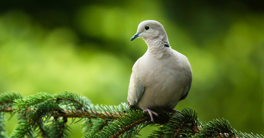 Collared dove, a pale grey UK garden bird