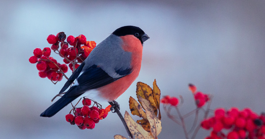 Bullfinch, a UK garden finch