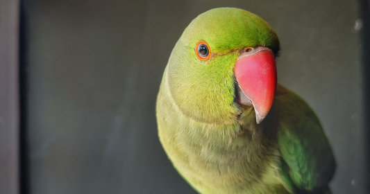 Ring-necked parakeet, a green parakeet seen in UK gardens