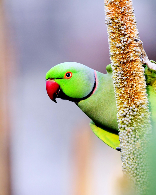 Why are there parakeets in the UK? The theories, tested.