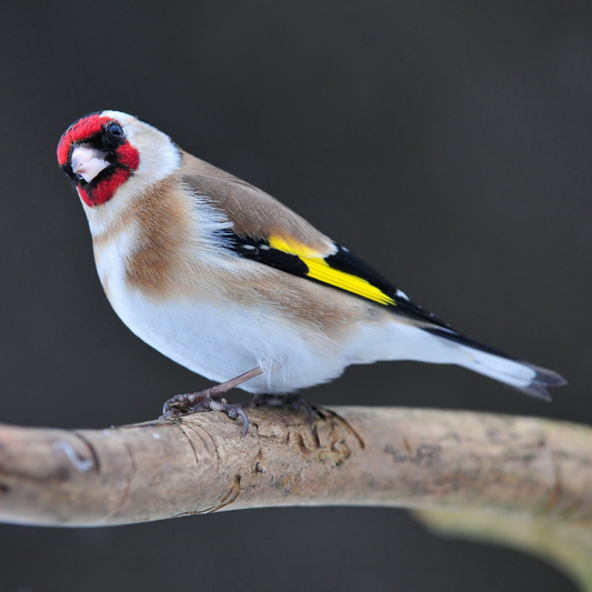 A Garden Birdwatcher's Guide to the Goldfinch