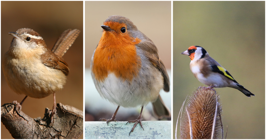 3 Garden Birds You’re More Likely to Spot in Autumn (and What to Feed Them)