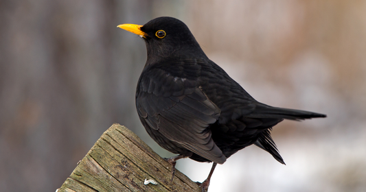 What to Feed the Birds in Autumn and Winter (and What to Avoid)