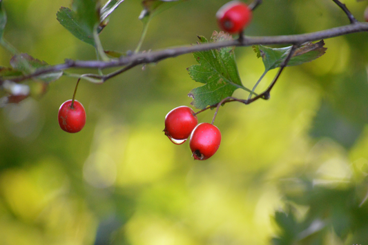 What to cut back after the sumer drought, and what to leave for the birds | September 2026