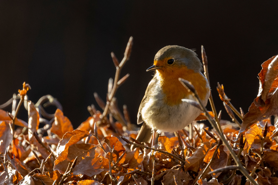 What to plant this autumn for next year's garden birds