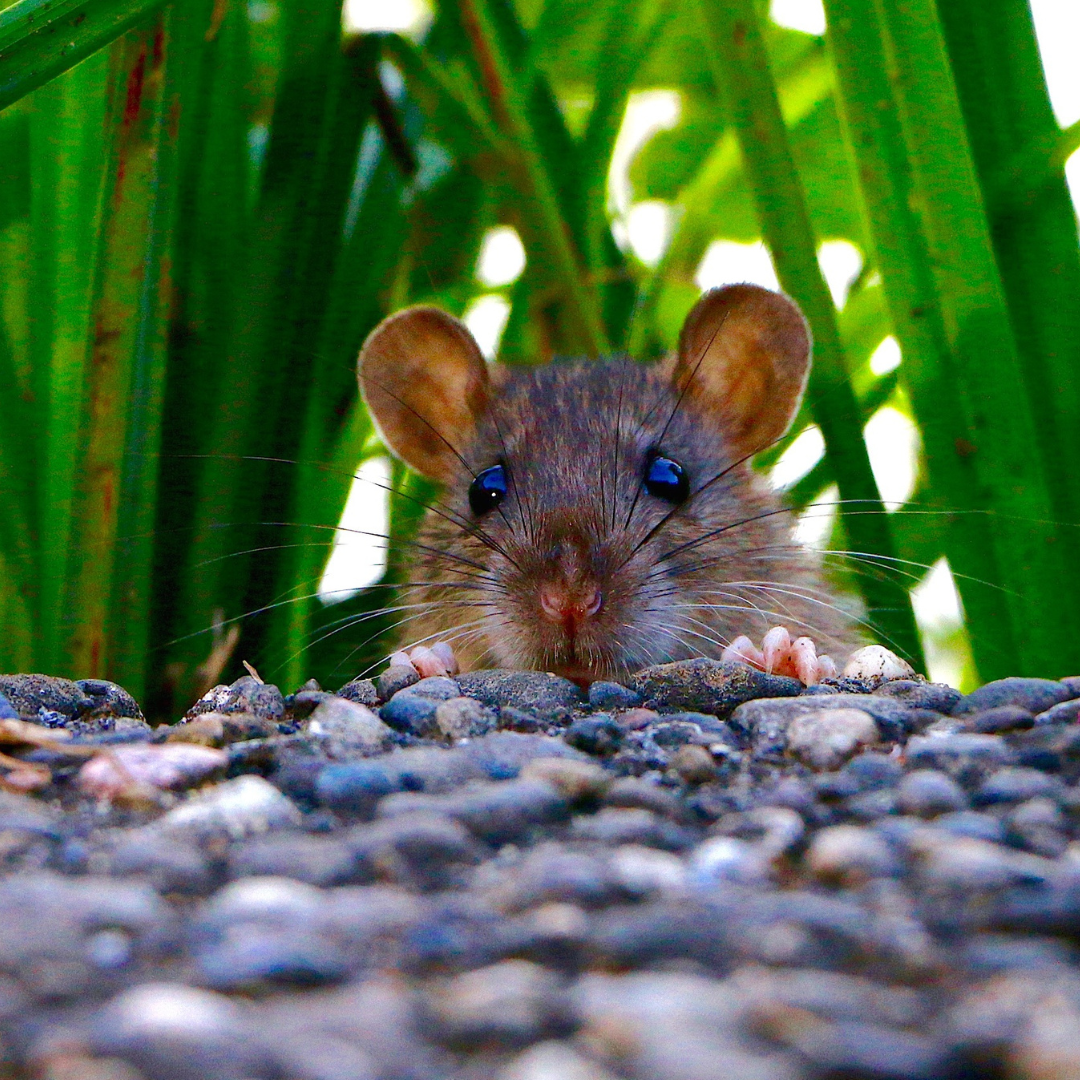 Rodent Proof Bird Feeders