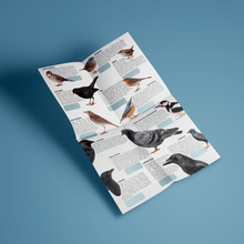 A Little Bird Guide | Garden Bird Spotting Chart (A3 Foldable)