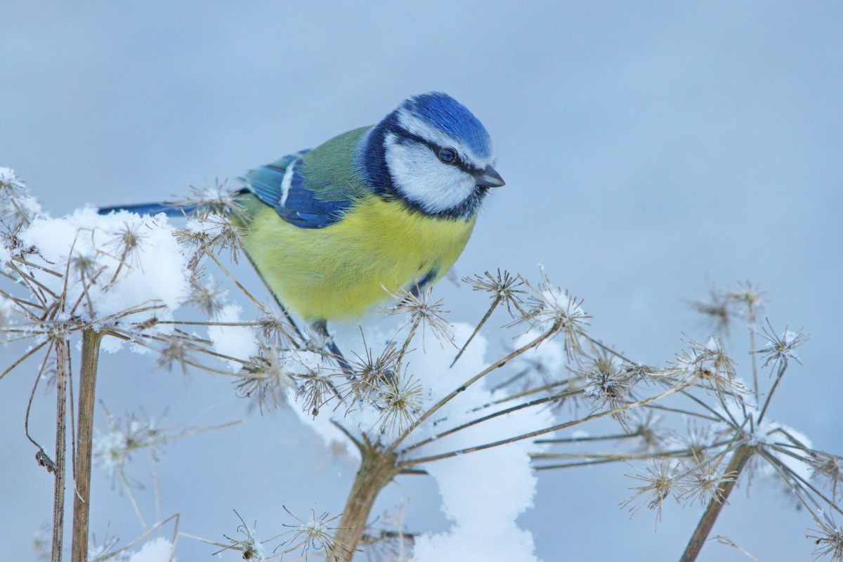 Blue tit in snow