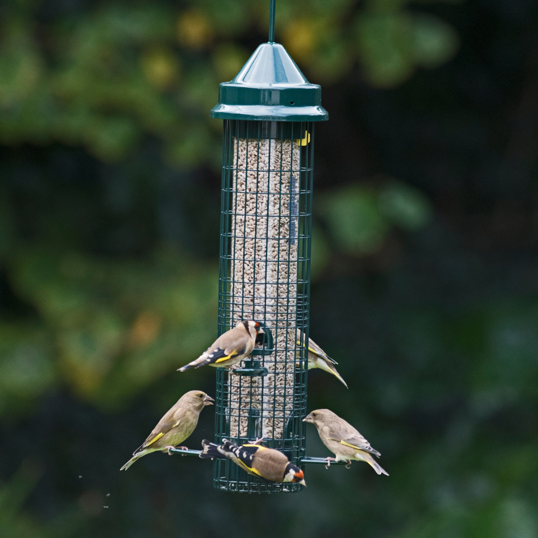 Squirrel proof bird feeder