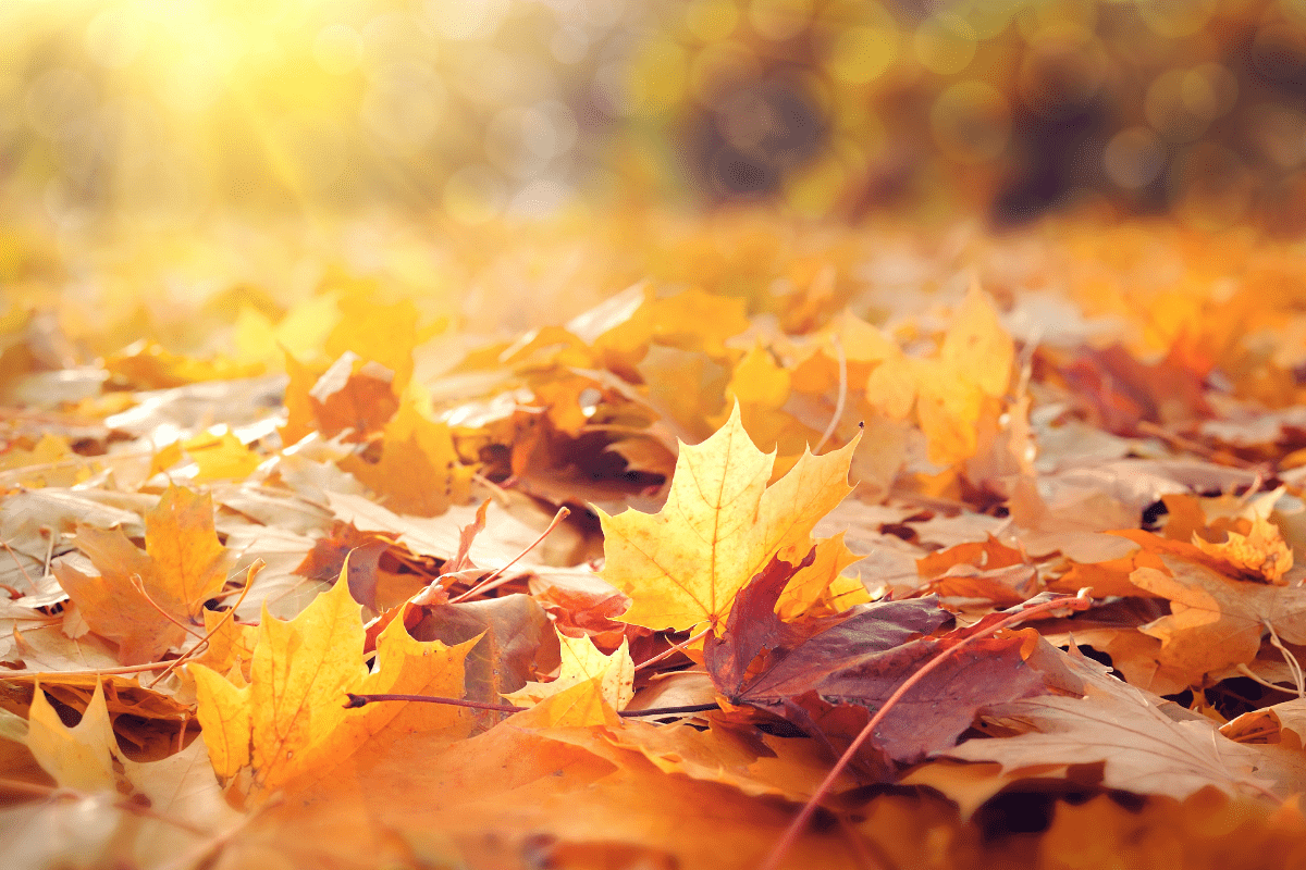 What to feed the birds in Autumn