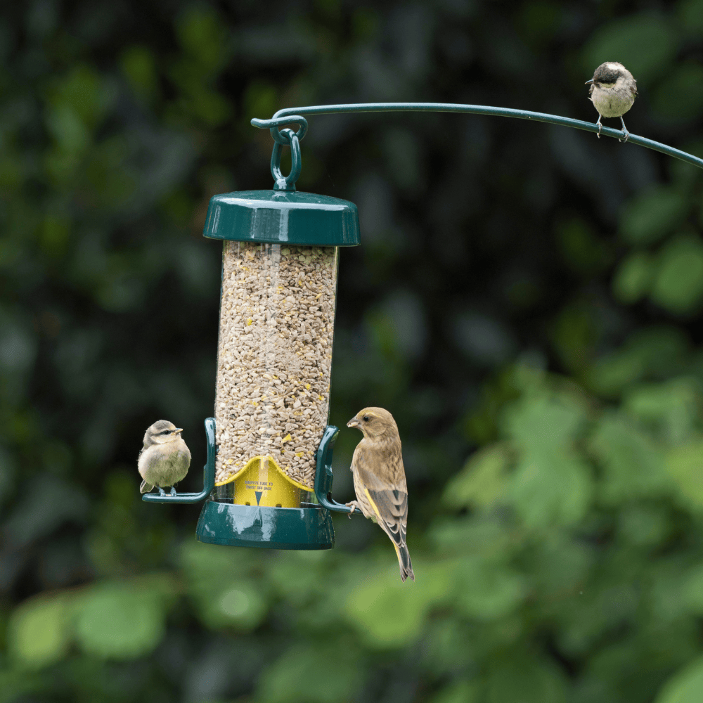 BigEasy™ Hygienic Easy to Clean Bird Feeder