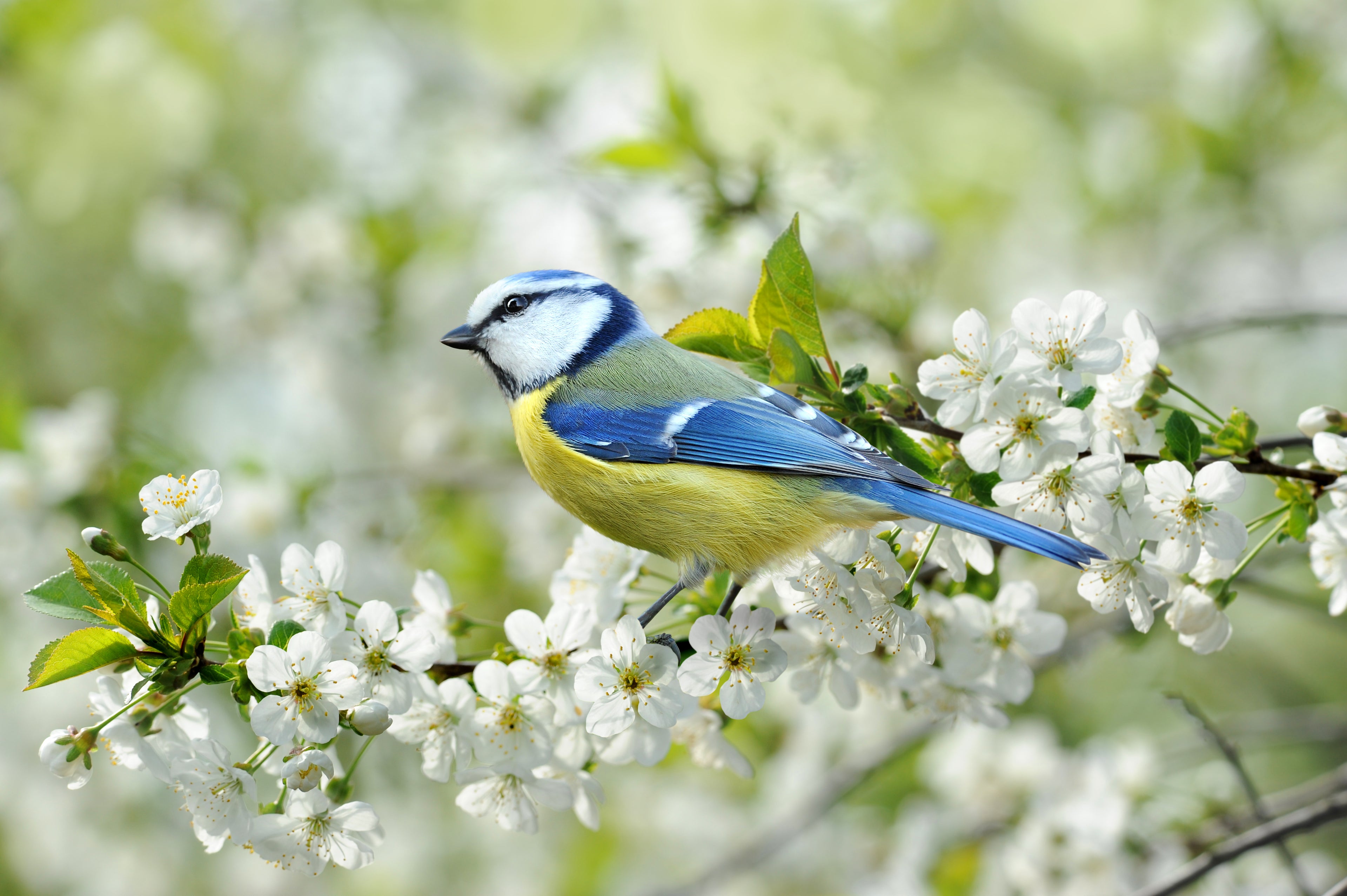 Blue tit on blossom