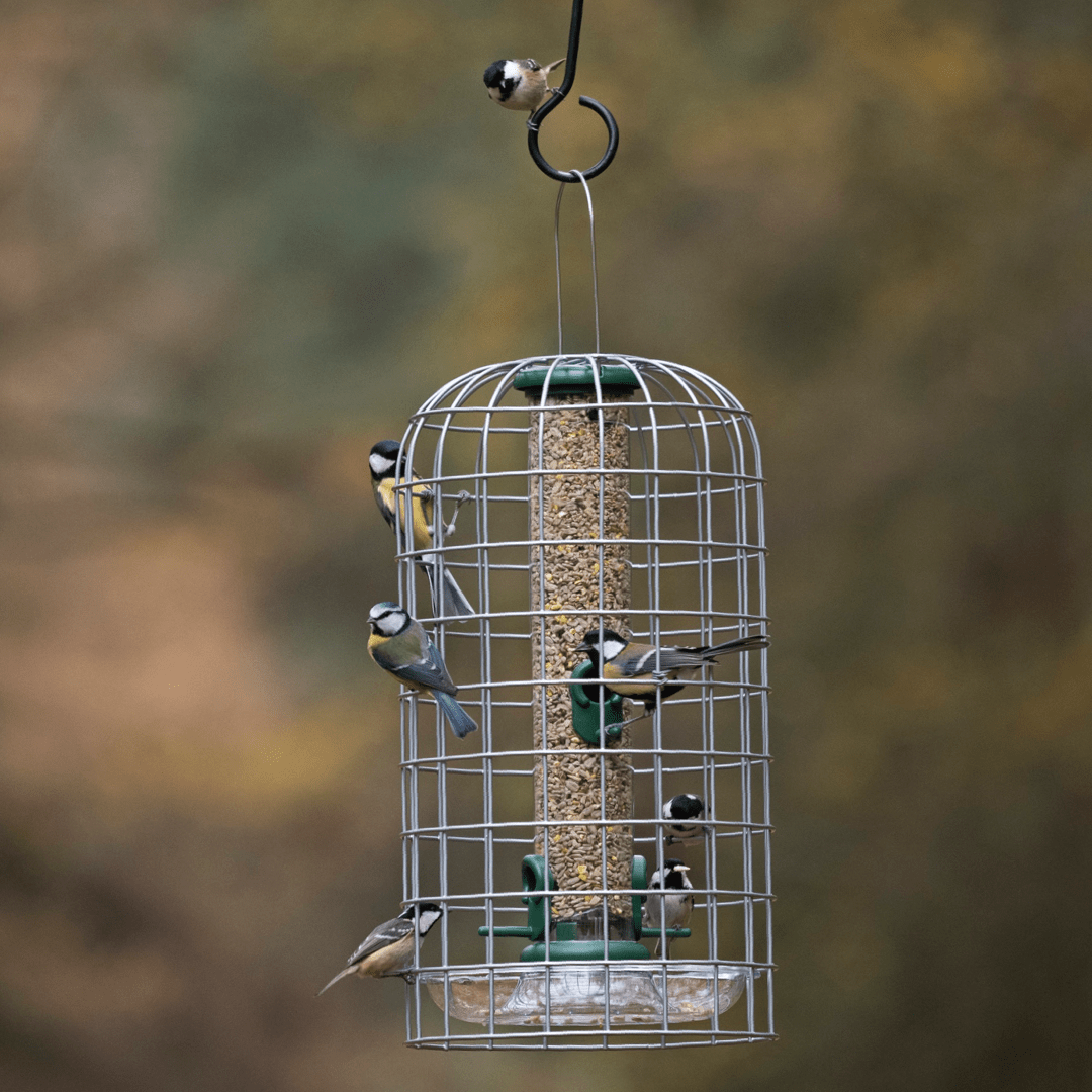 StarlingProof Bird Feeder Guardian Set