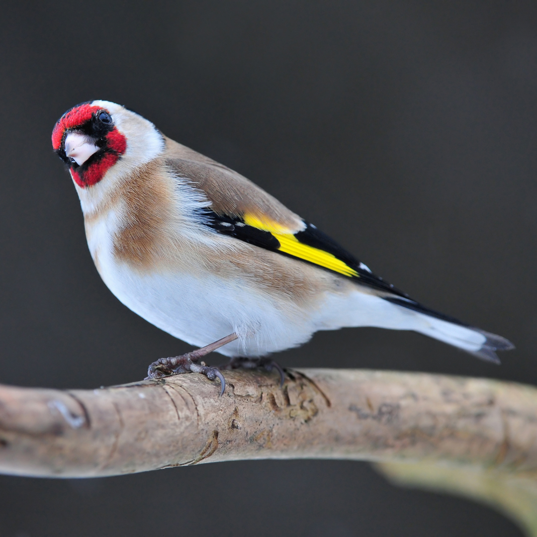 Goldfinch on a branch
